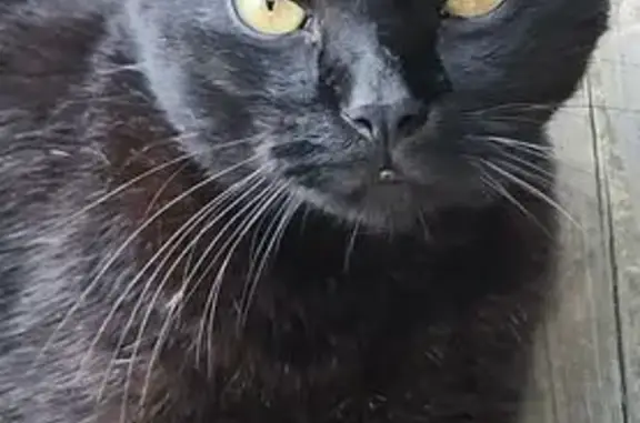 Lost and found pets Owensboro, photo: Found Cat with Shaved Belly in Owensboro