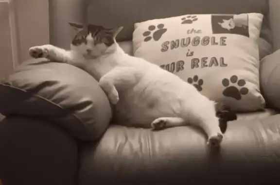Lost Cat: Friendly Arnold, $500 Reward