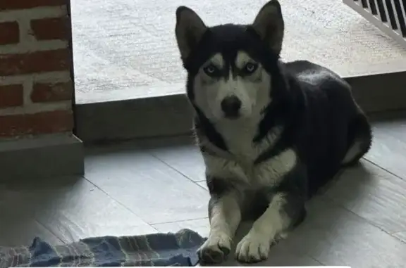 Búsqueda de mascotas, foto: Husky Perdido: Ojos Azules y Dedo Extra