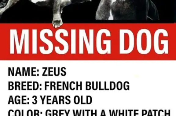 Lost Gray French Bulldog in Woodmere