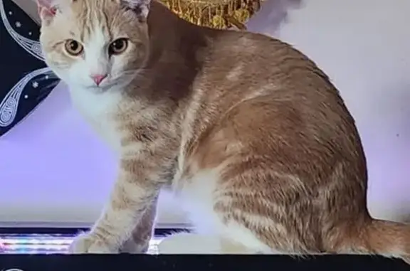 Lost and found pets Omaha, photo: Lost Light Orange Tabby in Omaha