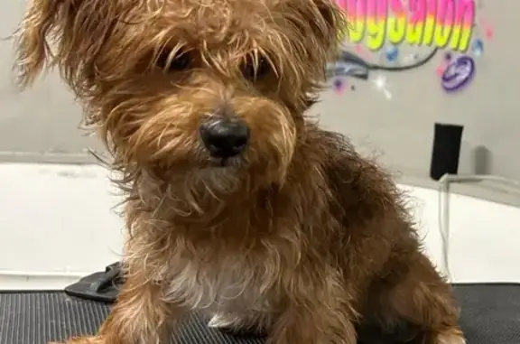 Lost Dog: Mint Collar, Gold Heart