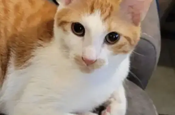 Lost: 1 y/o Tabby with White Paws in Merrick