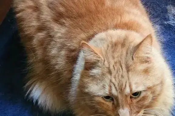 Lost Ginger Cat in Fremantle: Call Sandy