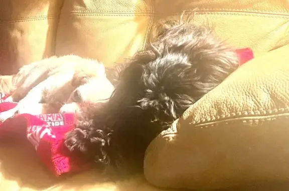 Found dog Lawrenceville, photo: Found: 3 Sweet Puppies in Lawrenceville