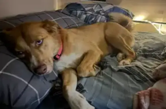 Lost Dog: Sweet, Anxious Girl in Winter Haven