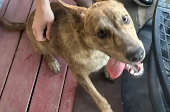 Found dog Columbus, photo: Found: Belgian Malinois on N. Eureka Ave