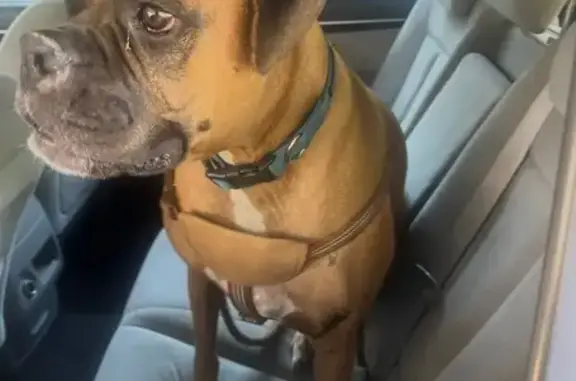 Lost Dog: Friendly Brown Coat in Fresno