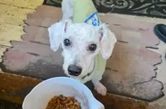 Found dog Jacksonville, photo: Found: White French Poodle in Jacksonville