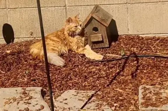 Lost and found pets , photo: Lost Orange Cat: Ivy in Galt, CA