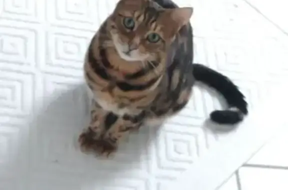 Chat perdu, , photo: Chat perdu avec laisse et harnais à Amanvillers