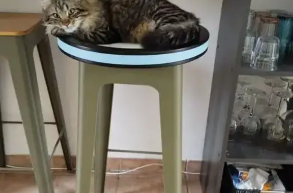 Chat perdu, , photo: Chat tigré perdu à La Motte-d'Aigues