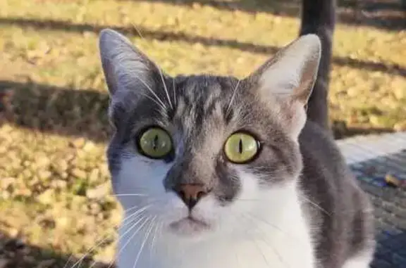 Chat trouvé à Cugnaux, non castré, sociable - photo