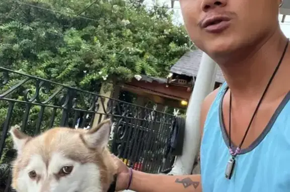Missing Husky Near Blue Plate Lofts