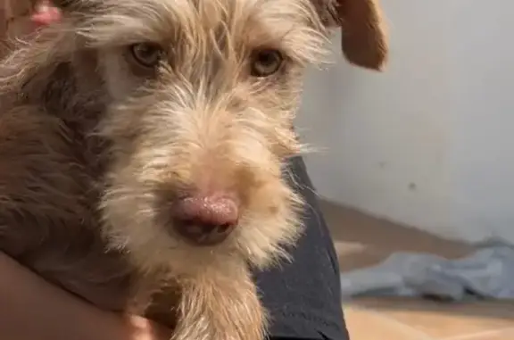 Perro Perdido: Castaño en Marbella