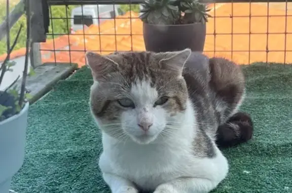 Animaux trouvés Aizenay, photo: Chat tigré et blanc trouvé à Aizenay