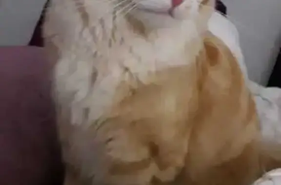 Lost Ginger Cat: Calitzdorp, W...