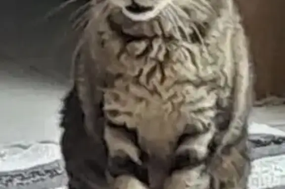 Chatte tigrée trouvée à Châtellerault - photo
