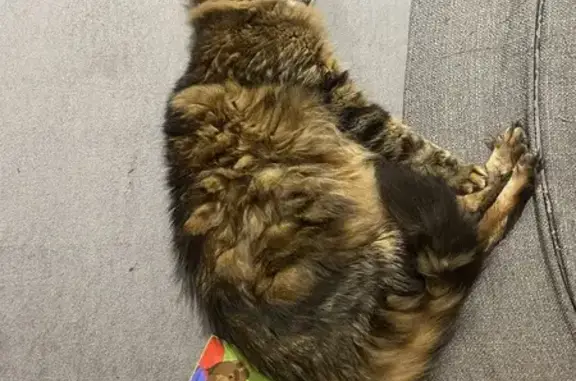 Chat perdu, Cruas, photo: Chat perdu : Oreo, craintif, ventre beige