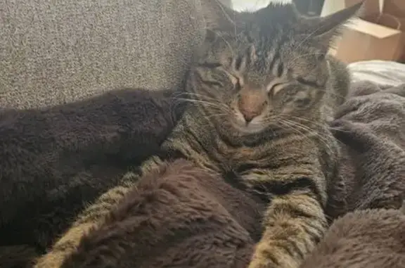 Missing cat Apison, photo: Lost Tabby Tiger Cat on Bess Moore Rd