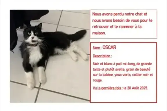 Chat perdue à Aucamville, Chemin Mazurié - photo
