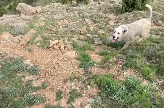 Mastín Perdido en Puertomingalvo, Aragón