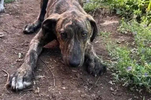 Perro Perdido: Juguetón y Tímido en PRTE-25