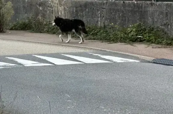 Chien trouvé Les Sorinières, photo: Chien craintif trouvé Rue du Bignon