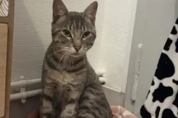 Animaux trouvés , photo: Chat gris-blanc trouvé près du McDonald's