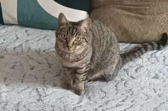 Chat perdu, Cagnes-sur-Mer, photo: Chatte grise tigrée perdue à Cagnes-sur-Mer