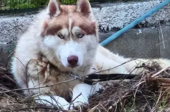 Husky perdu à Fonsorbes, collier noir - photo