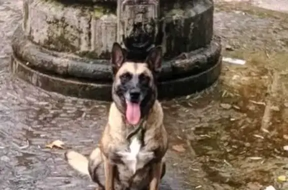 ¡Ayuda a encontrar a Kira, perra embarazada!