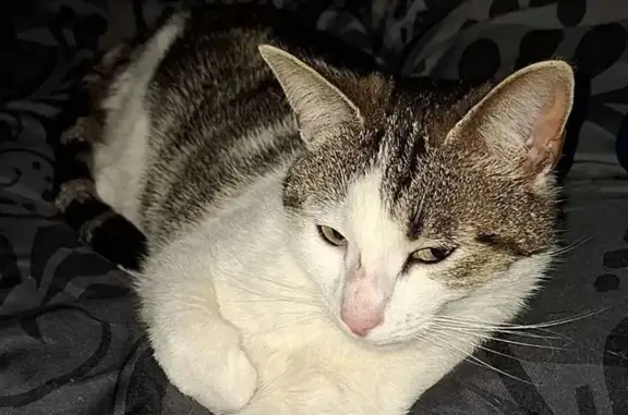 Animaux perdus , photo: Chatte perdue, craintive, rue du Colombier