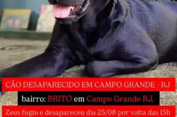 cachorro desaparecida
