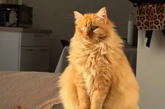 Chat perdu, Le Bourgneuf-la-Forêt, photo: Chatte Rousse Perdue à Le Bourgneuf-la-Forêt