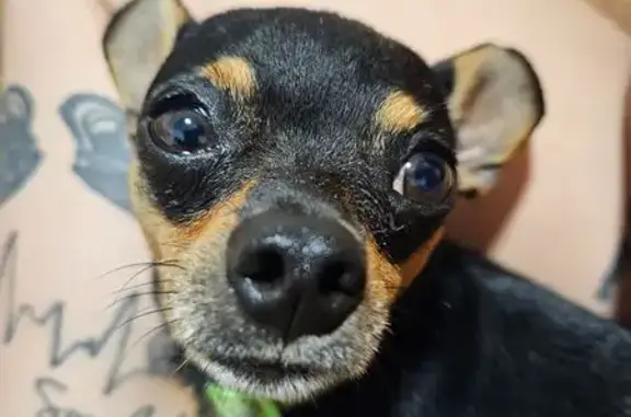 Perros Perdidos en Elche: Ayuda a Encontrarlos