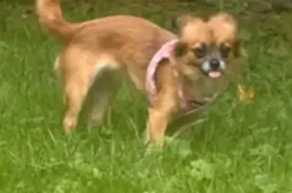 Chien perdu , photo : Chihuahua beige 1 an perdue à Évry