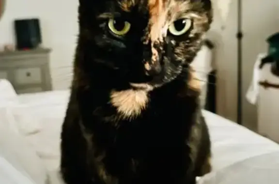 Lost Tortie Cat: Kitty Missing in DeBary