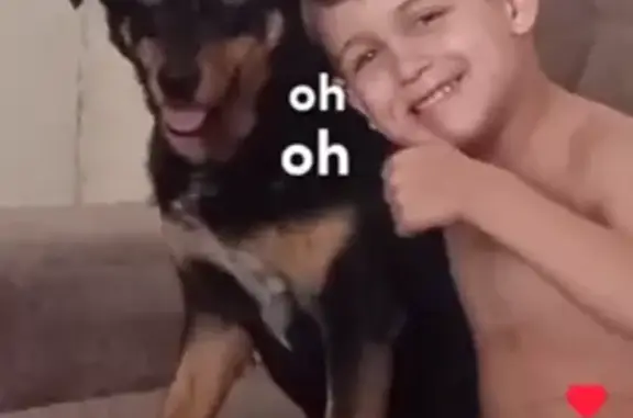 cachorro desaparecida