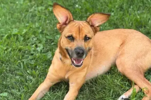 Lost Dog Aloo: Light Brown, Blue Collar