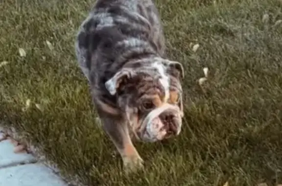 Lost: Grey Bulldog, Urgent Diet Needs!