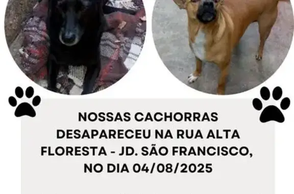 cachorro desaparecida