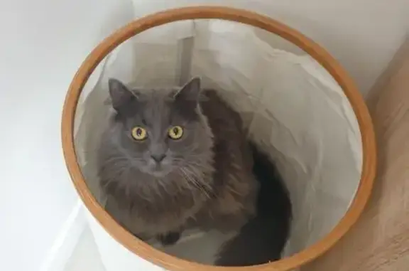 Chat gris perdu à Châlons-en-Champagne - photo