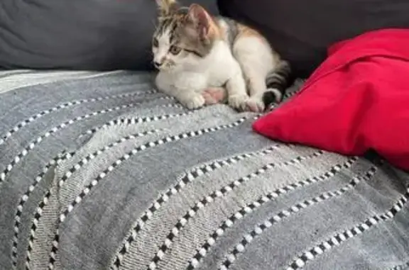Animaux trouvés Nouvelle-Aquitaine, photo: Chat trouvé à Fouras (Nouvelle-Aquitaine)