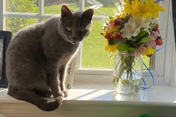 Missing cat Bristol, photo: Lost Deaf Gray Cat: Rose in Bristol