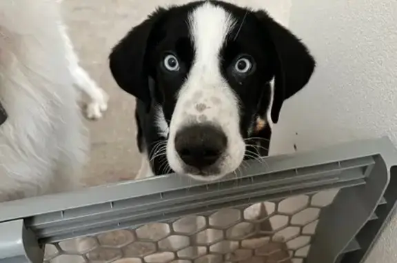 Lost Large Dog: Black & White, Blue Eyes