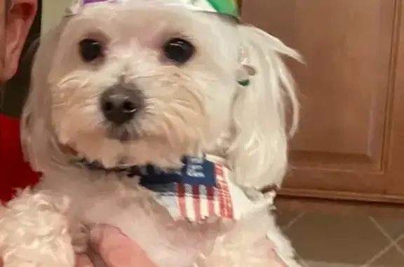 Lost Maltese: White, Anxious, Red Collar