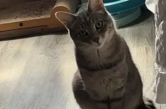 Lost Cat: Green-Eyed Gris in Plainfield