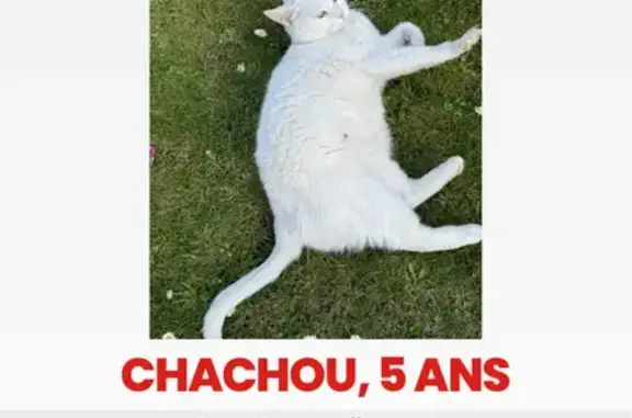 Chat perdu, , photo: Chatte blanche aux yeux verts perdue, Comines