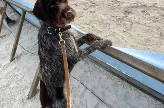 Chien perdu , photo : Chien perdu barbu tchèque bicolore 